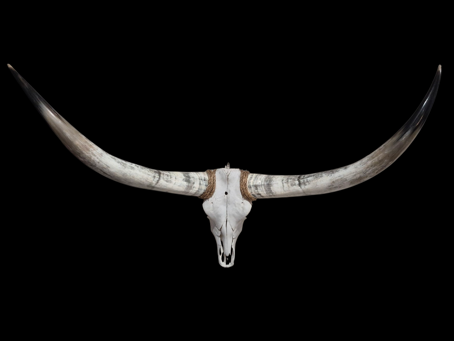Cow Skull Texas Longhorn (4'7") A#67