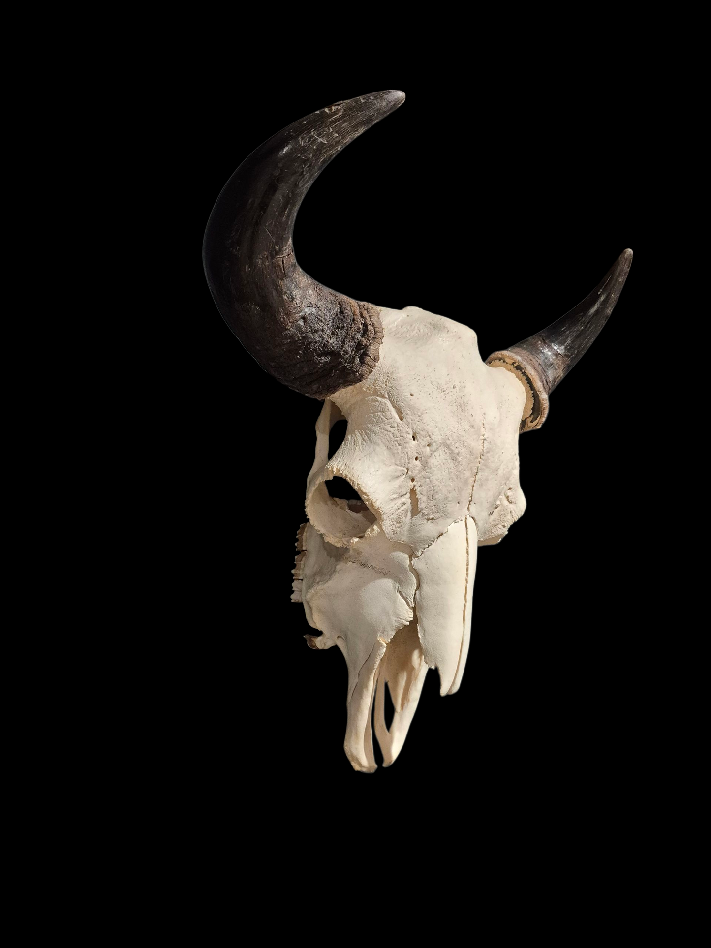 Buffalo Skull (2') B#2