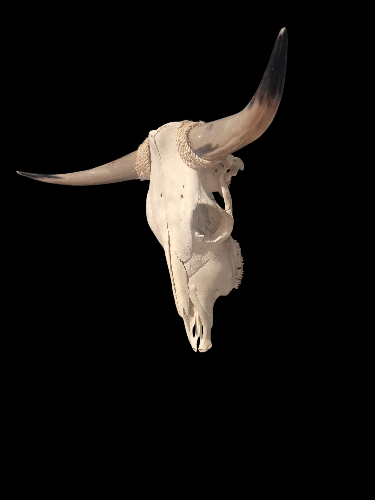 Cow Skull Texas Longhorn (2'11") A#78