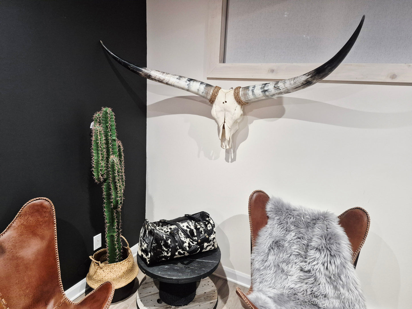 Crâne de boeuf Texas Longhorn (3'5'') A#42