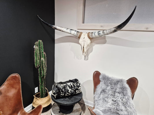 Crâne de boeuf Texas Longhorn (3'5'') A#42