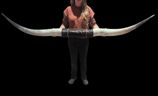 Mounted  Horns - Texas Longhorn (6'2) C#1