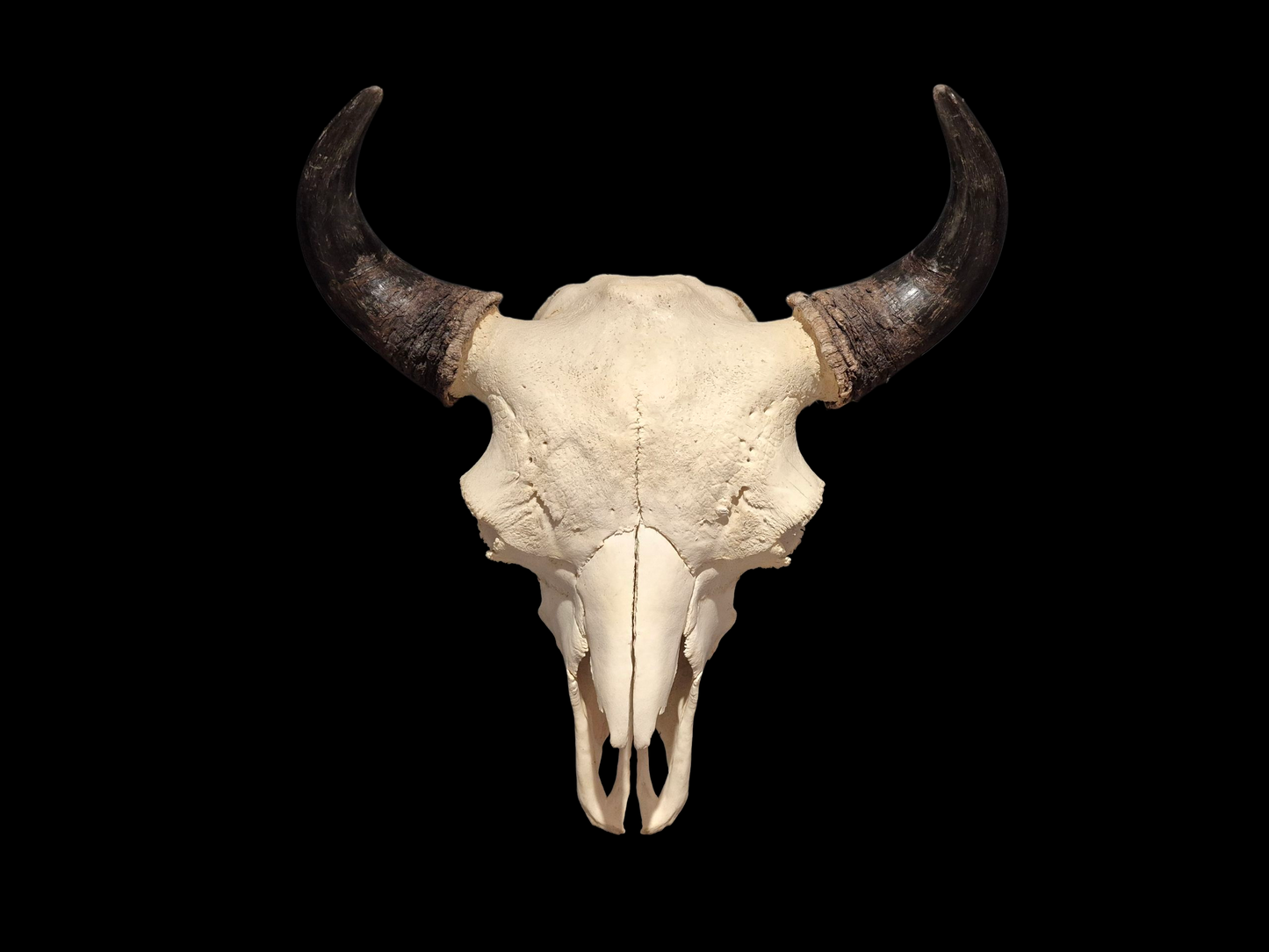Buffalo Skull (2') B#2