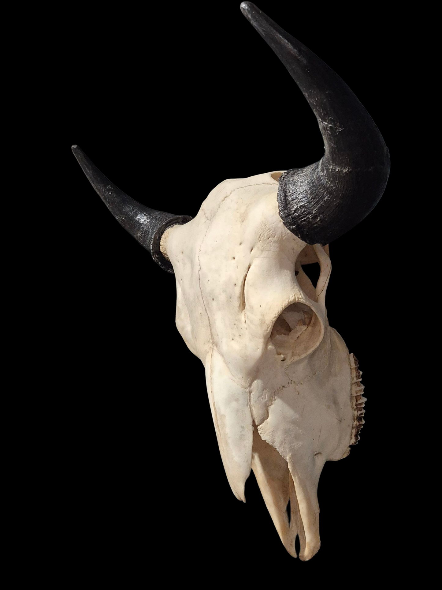 Buffalo Skull (1'8") B#4