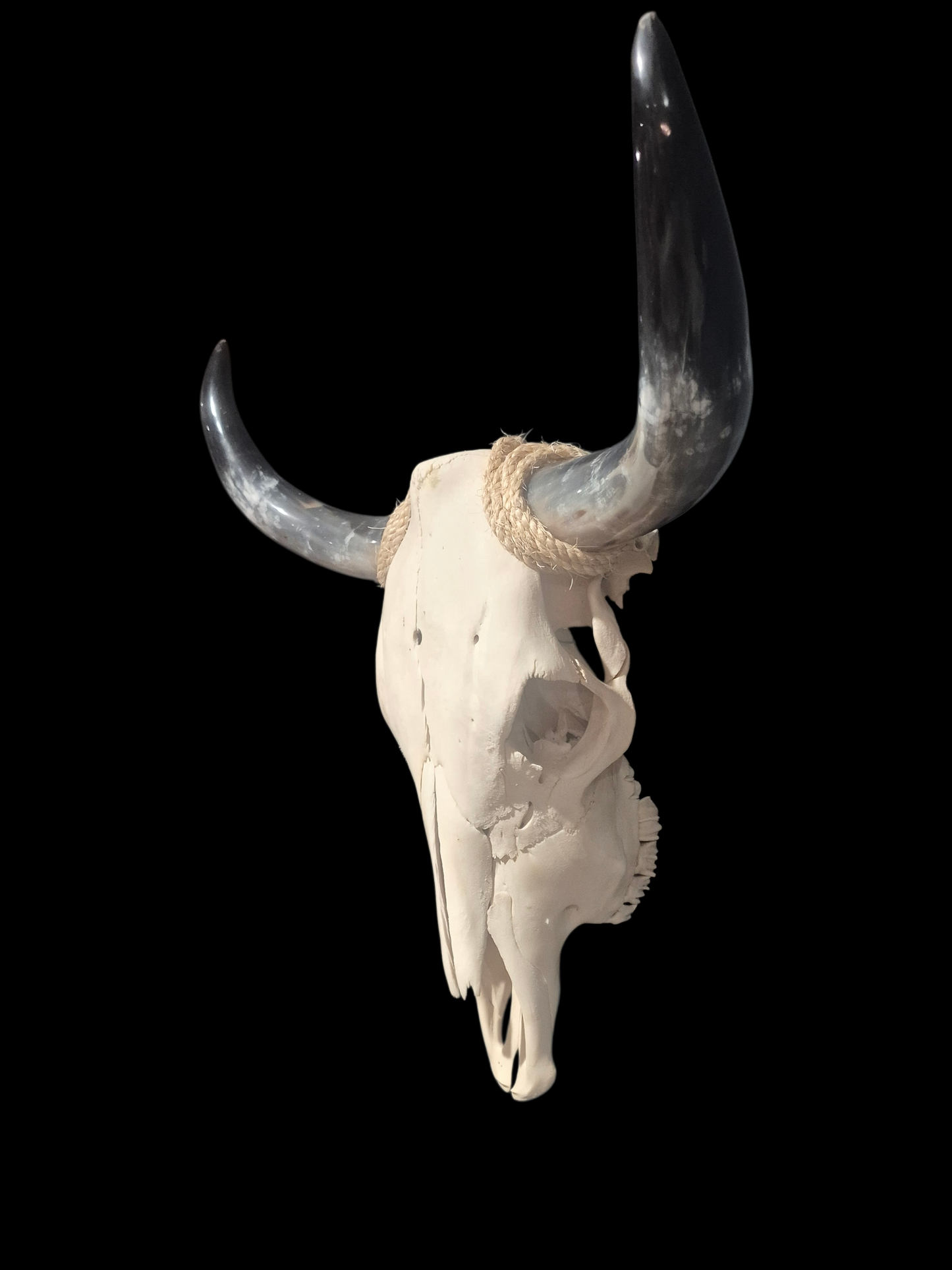 Cow Skull Texas Longhorn (2'1") A#92