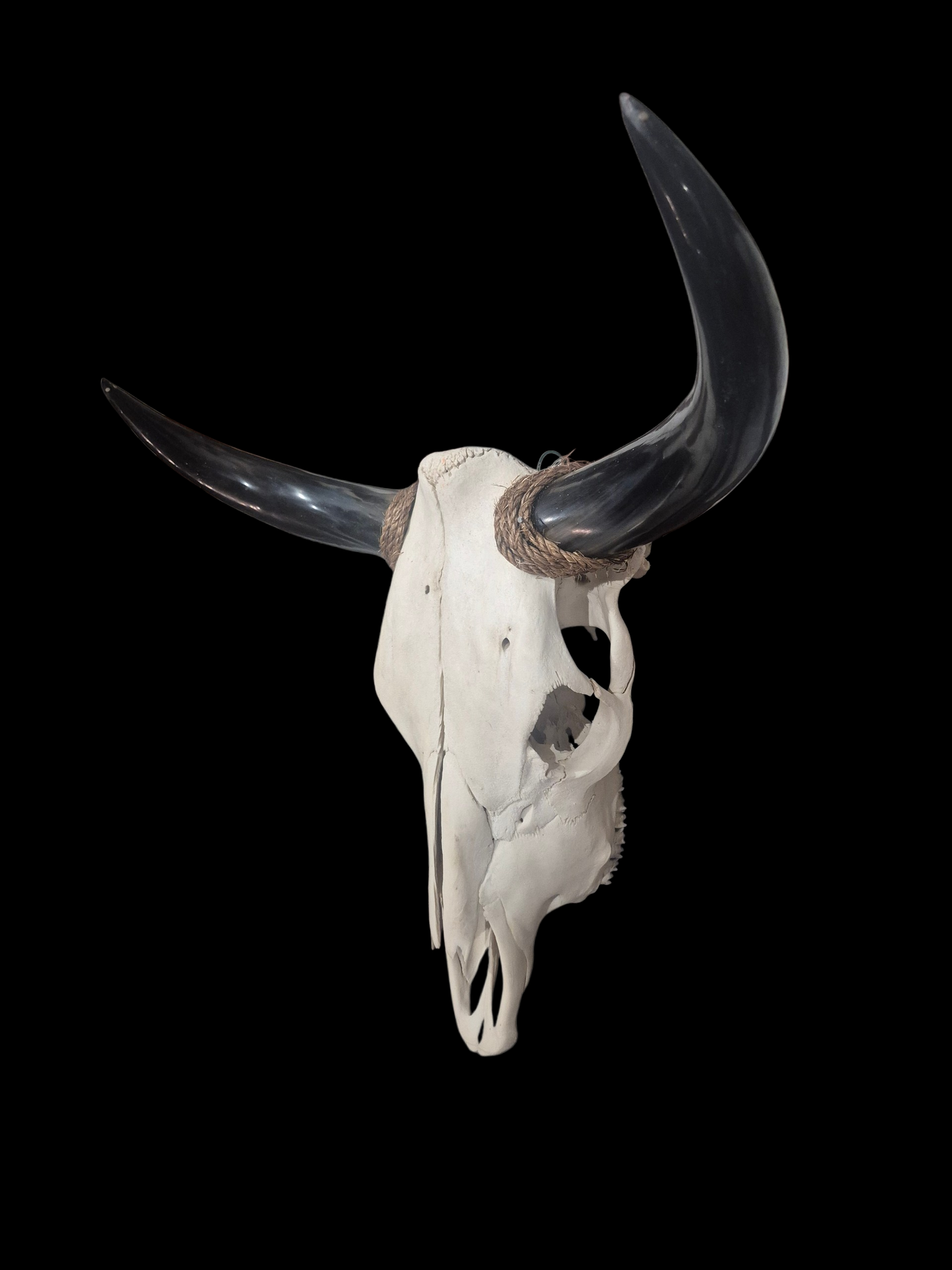 Cow Skull Texas Longhorn (1'11") A#79