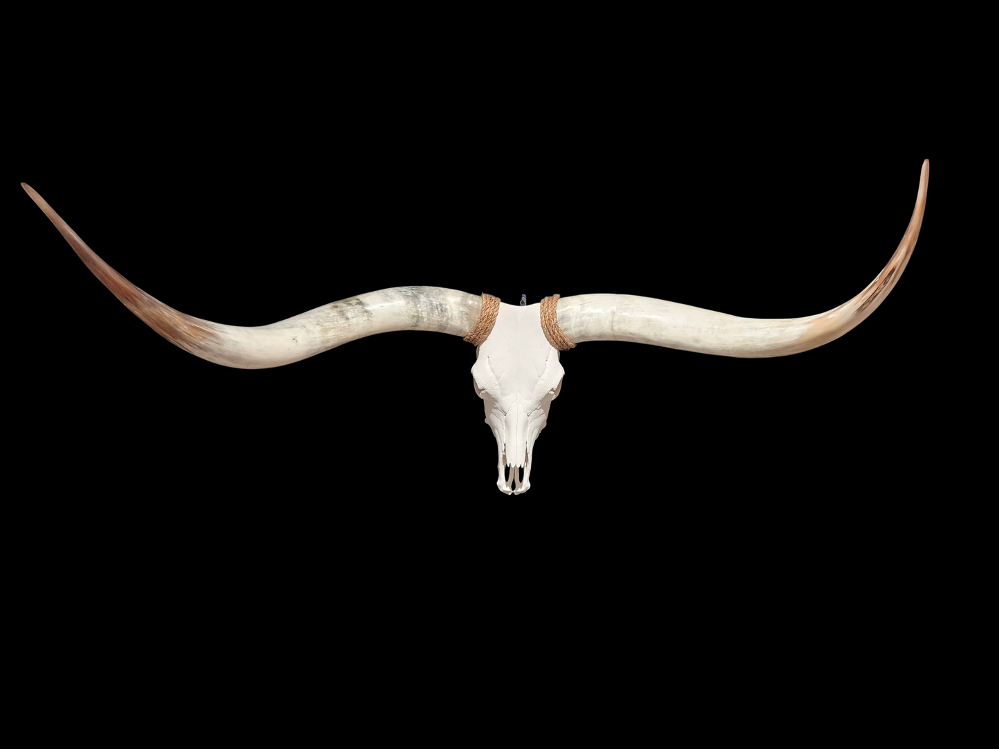 Crâne De Boeuf Texas Longhorn (4'8") A#98