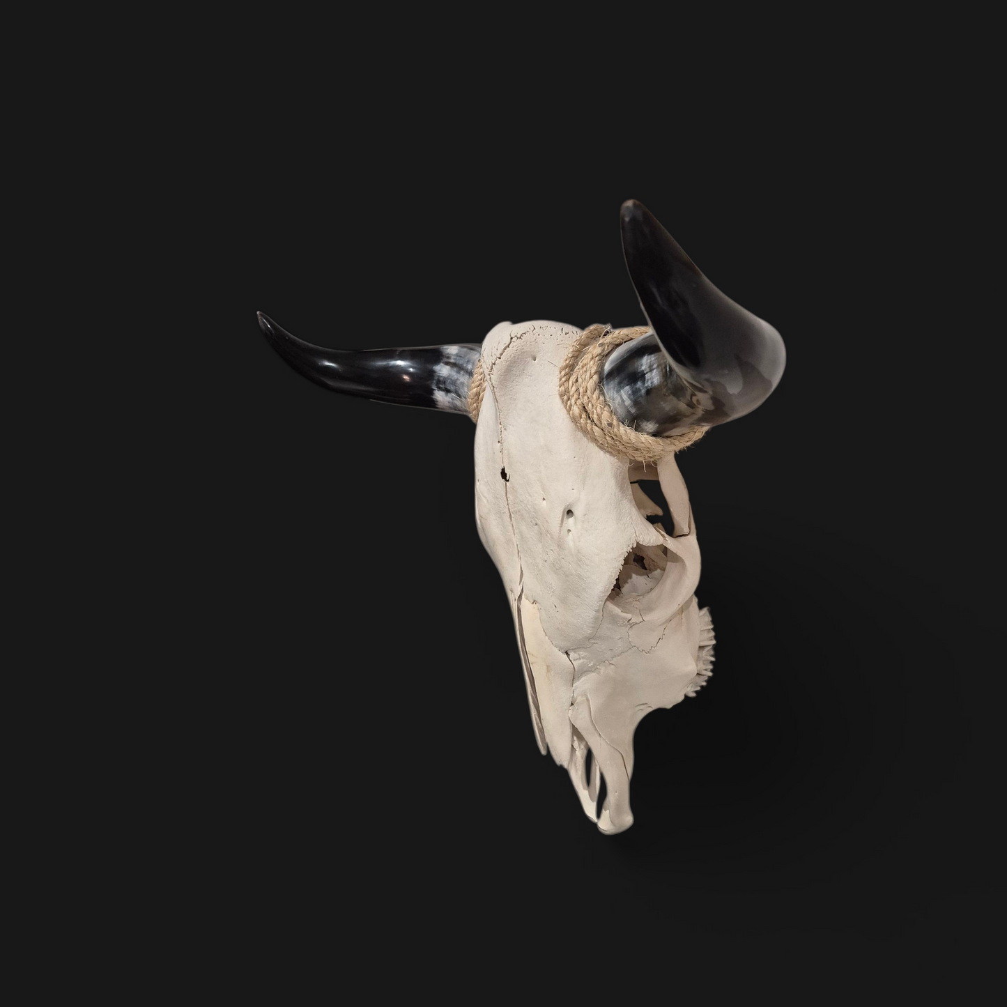 Cow Skull Texas Longhorn (1'10") A#75