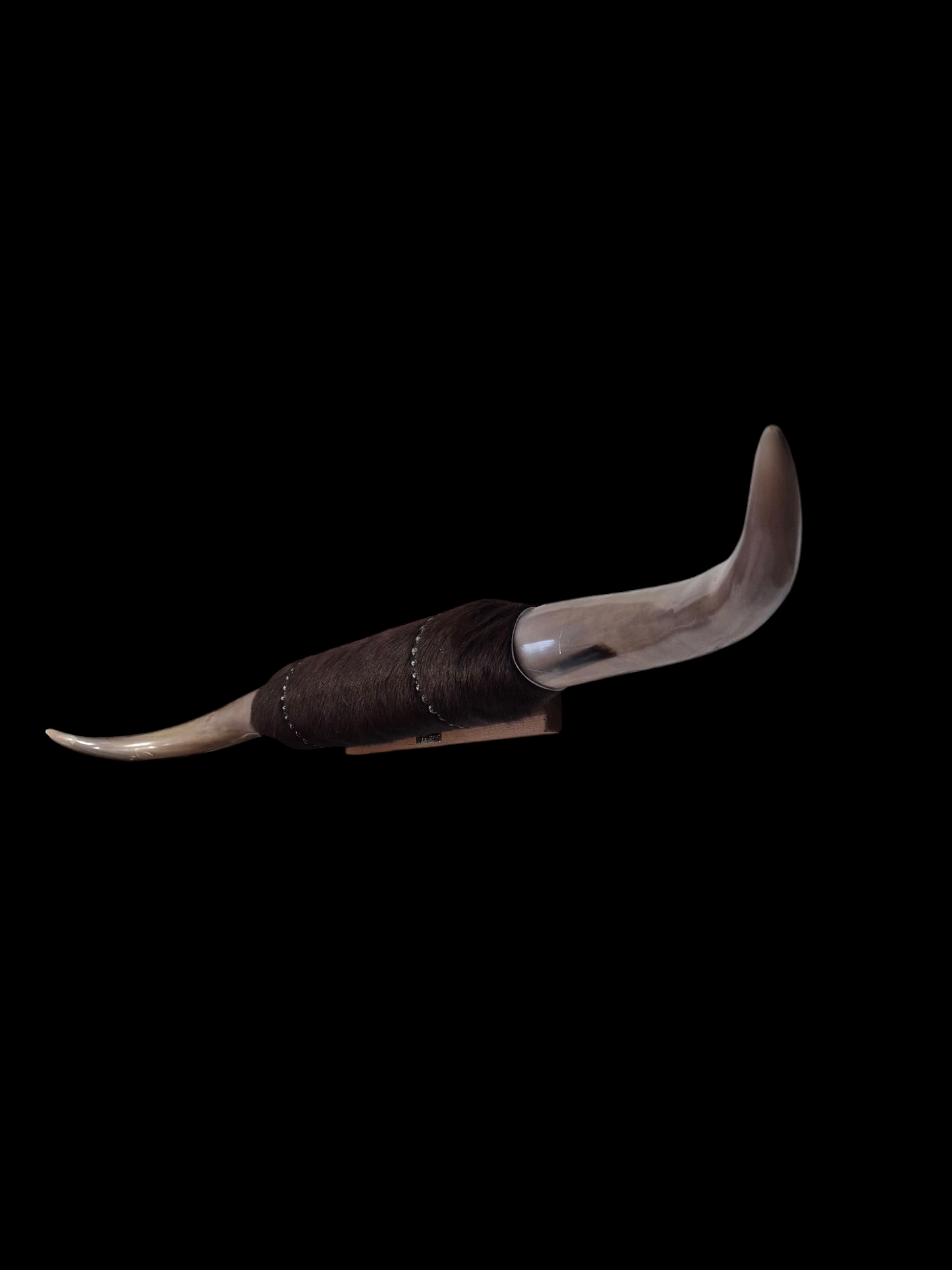 Mounted  Horns - Texas Longhorn (4'3") C#47