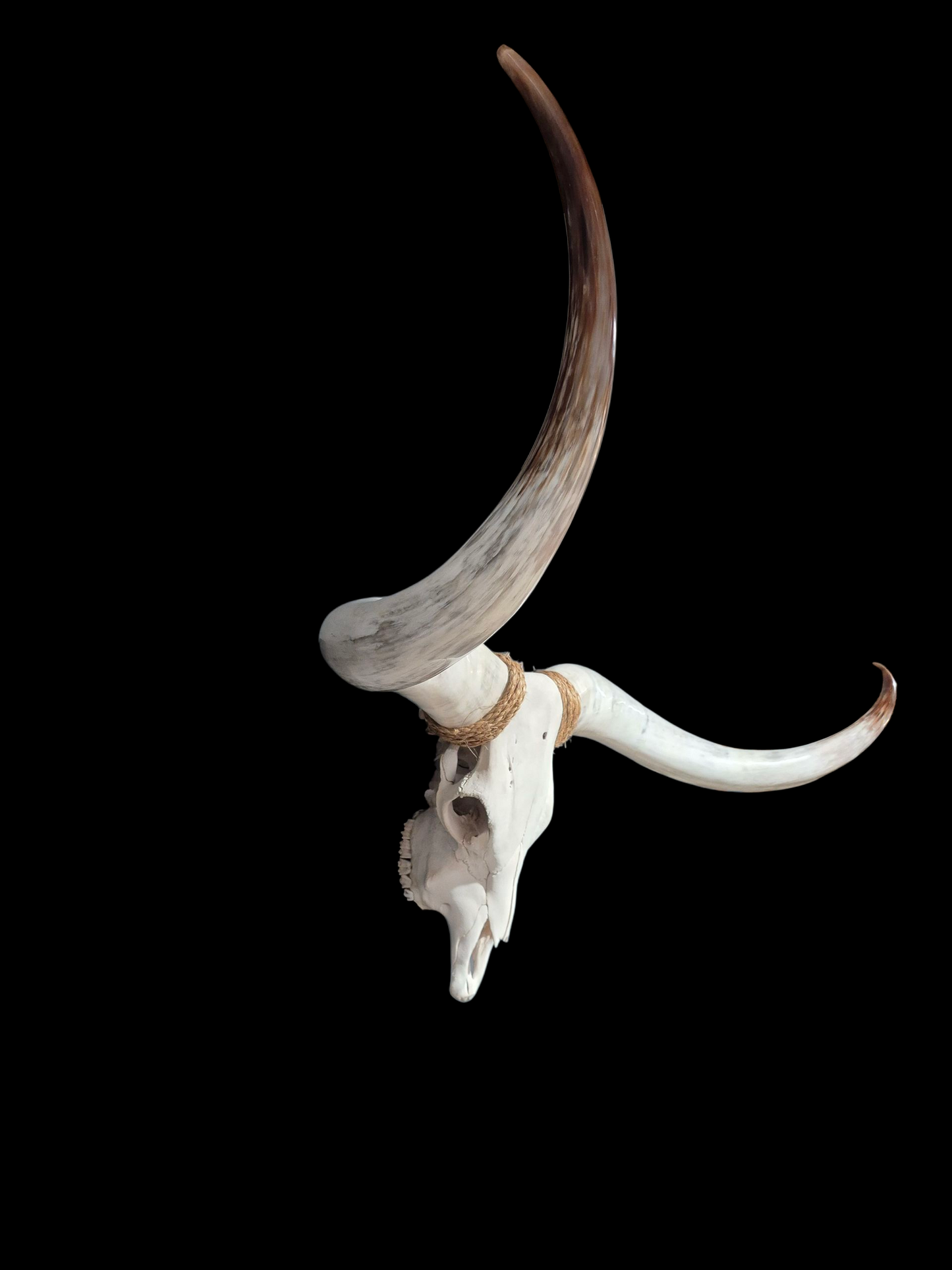Crâne de beouf Texas longhorn (2'9'') A#45