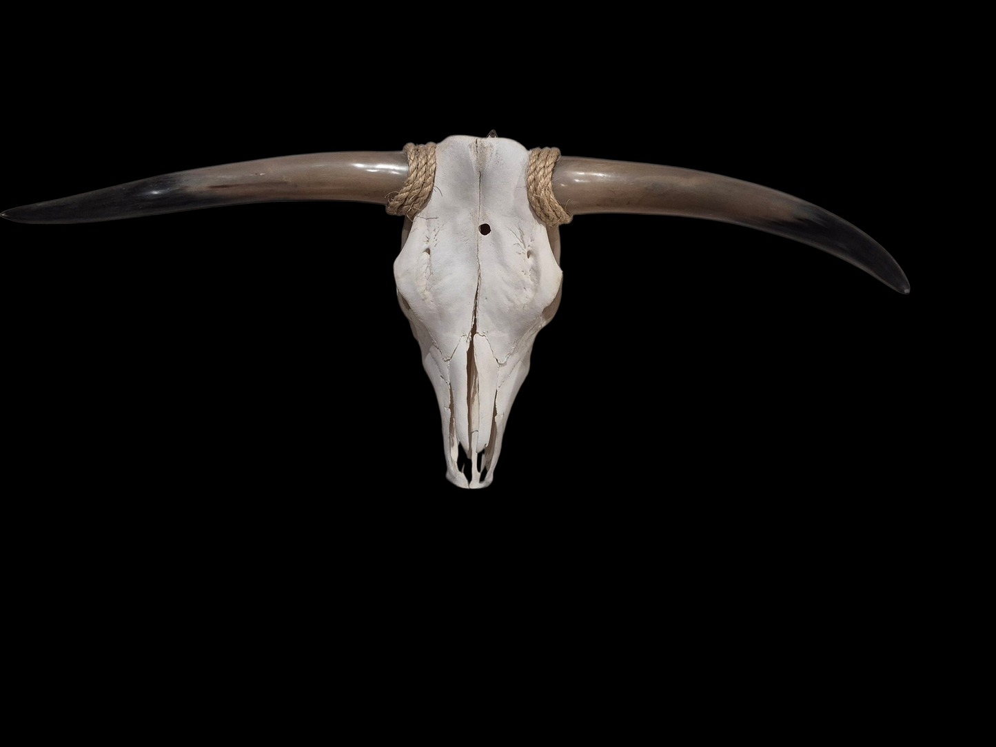 Crâne de vache Texas Longhorn (2'5") A#21