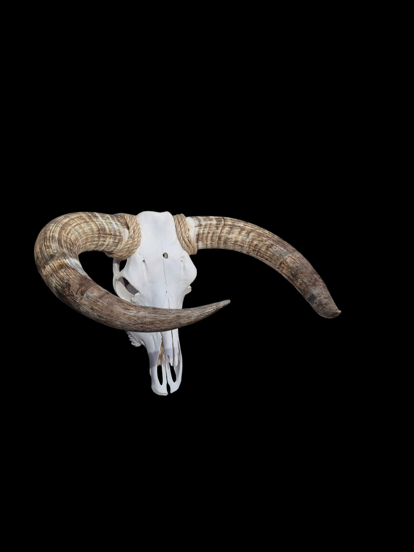 Cow Skull Texas Longhorn (2'3") A#96