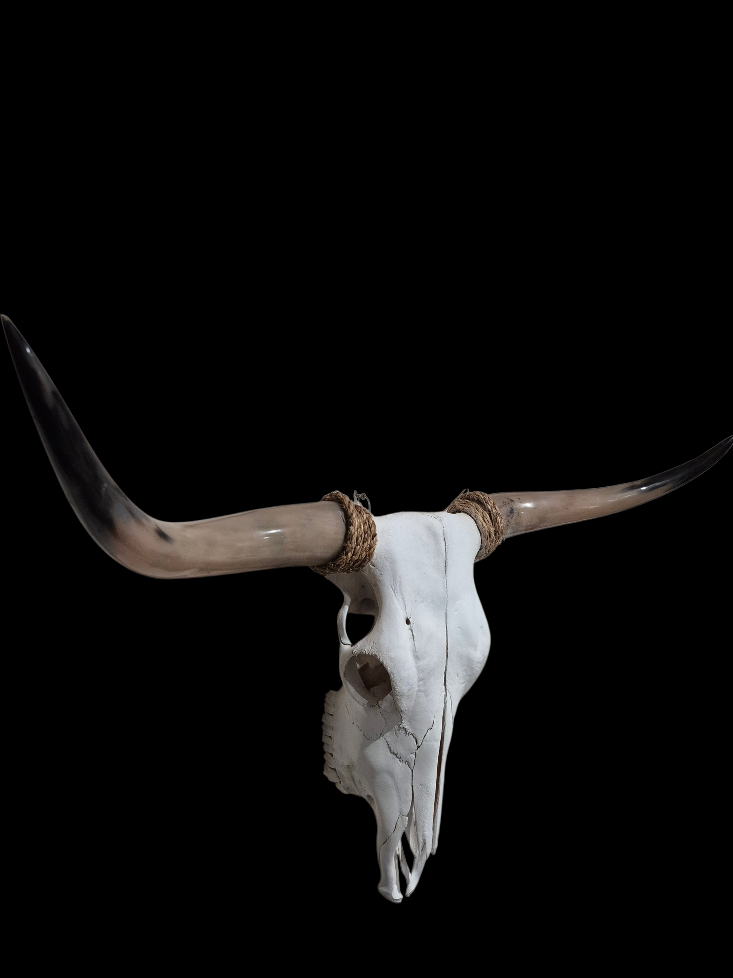 Cow Skull Texas Longhorn (3'5") A#96