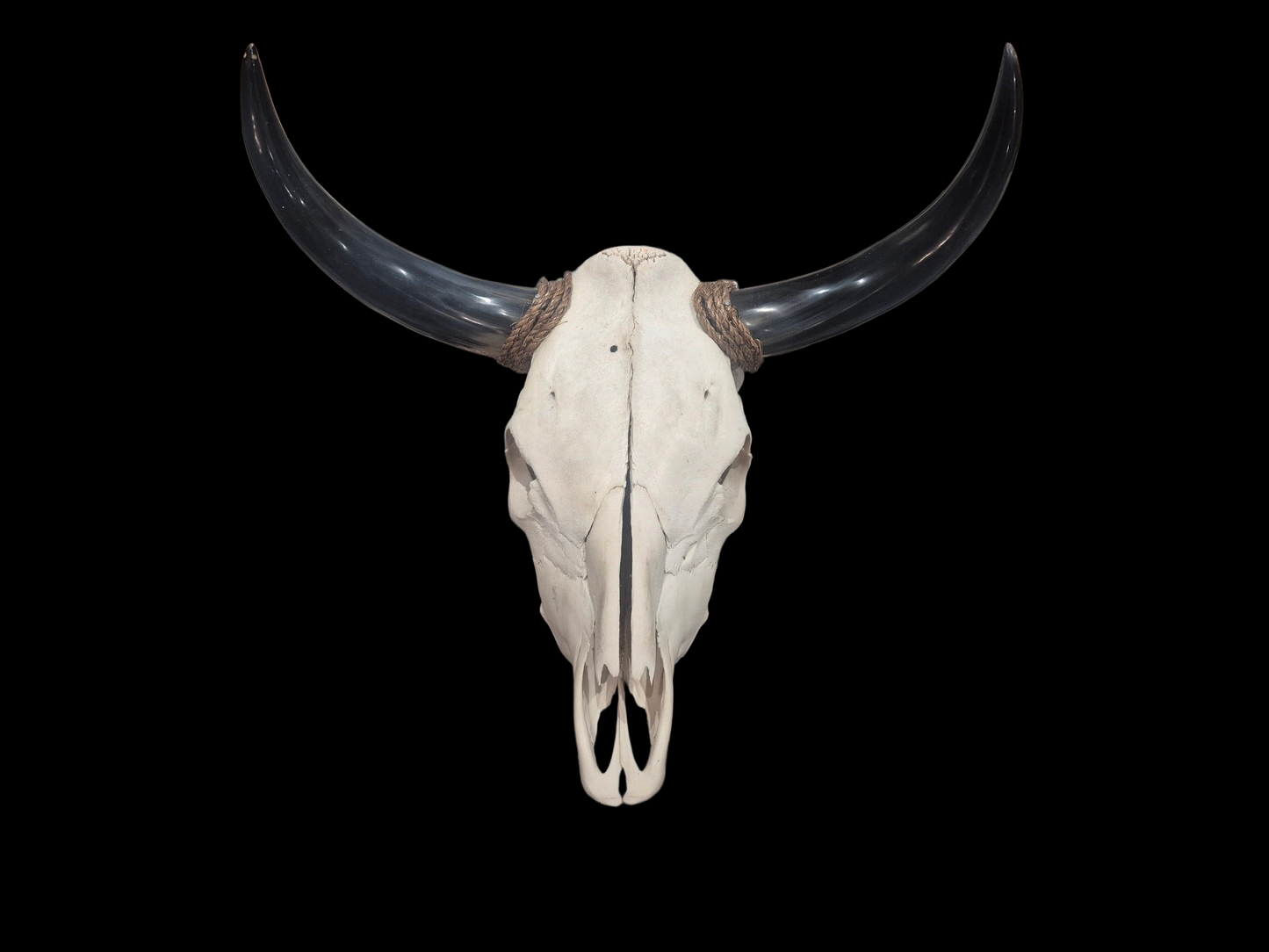 Cow Skull Texas Longhorn (1'11") A#79
