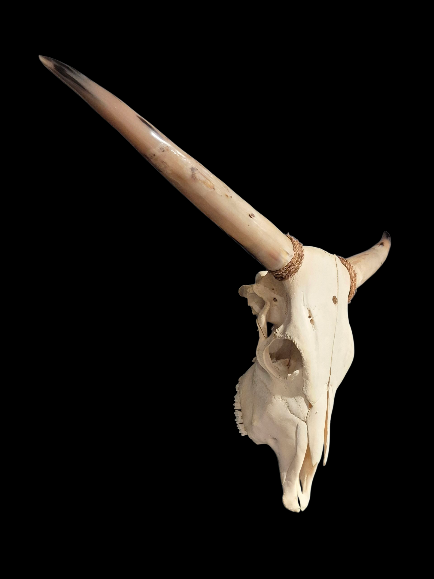 Cow Skull Texas Longhorn (3'6") A#81