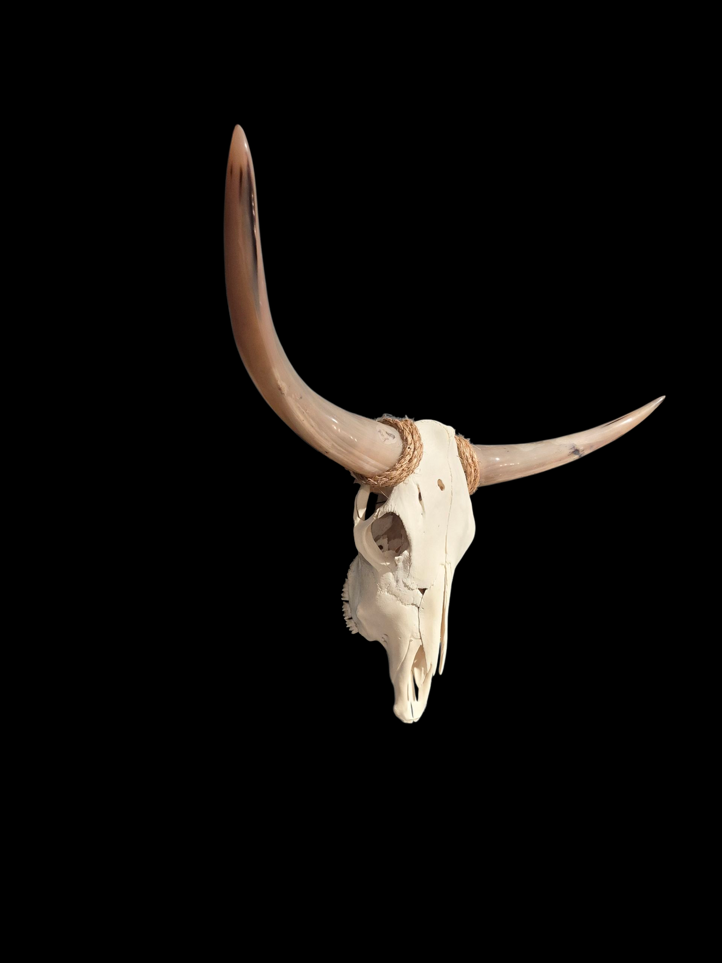 Cow Skull Texas Longhorn (2'3") A#80