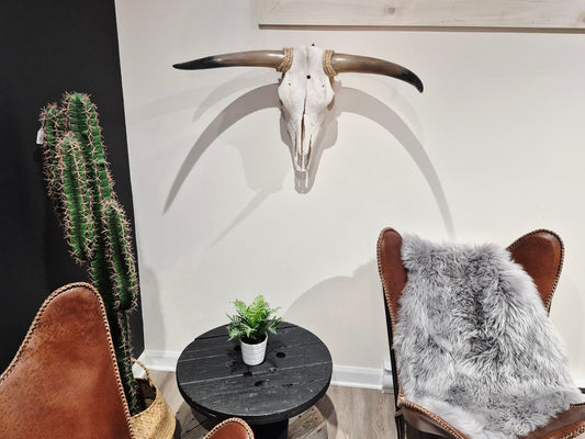 Crâne de vache Texas Longhorn (2'5") A#21