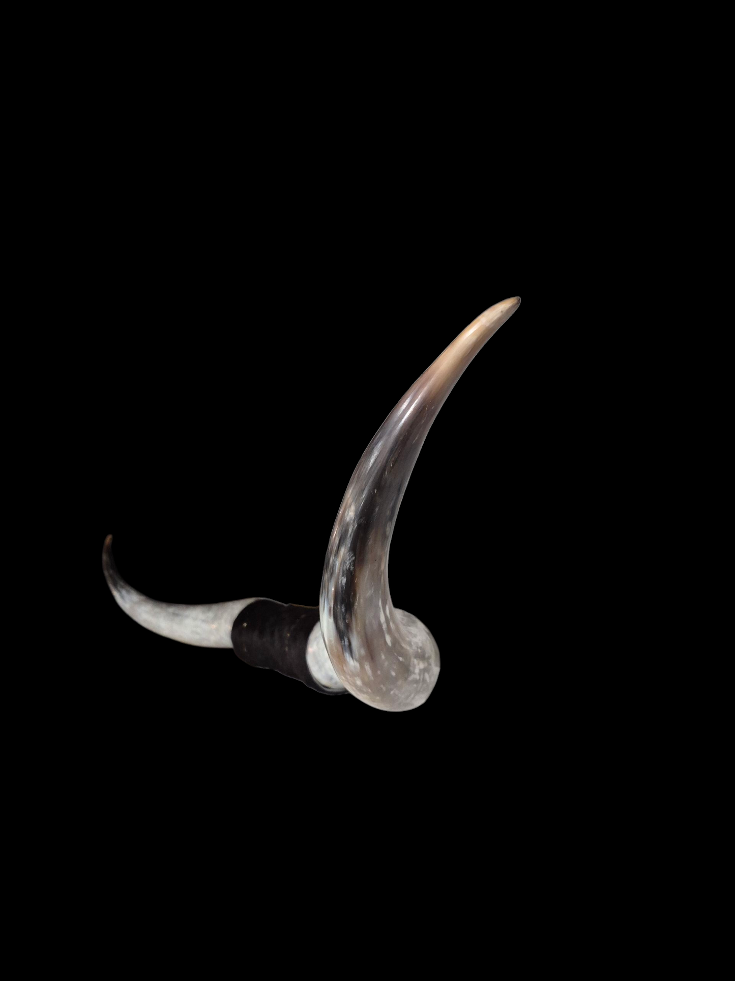 Mounted  Horns - Texas Longhorn (6'2) C#1