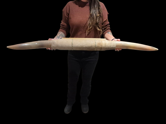 Mounted  Horns - Texas Longhorn (3'6") C#3