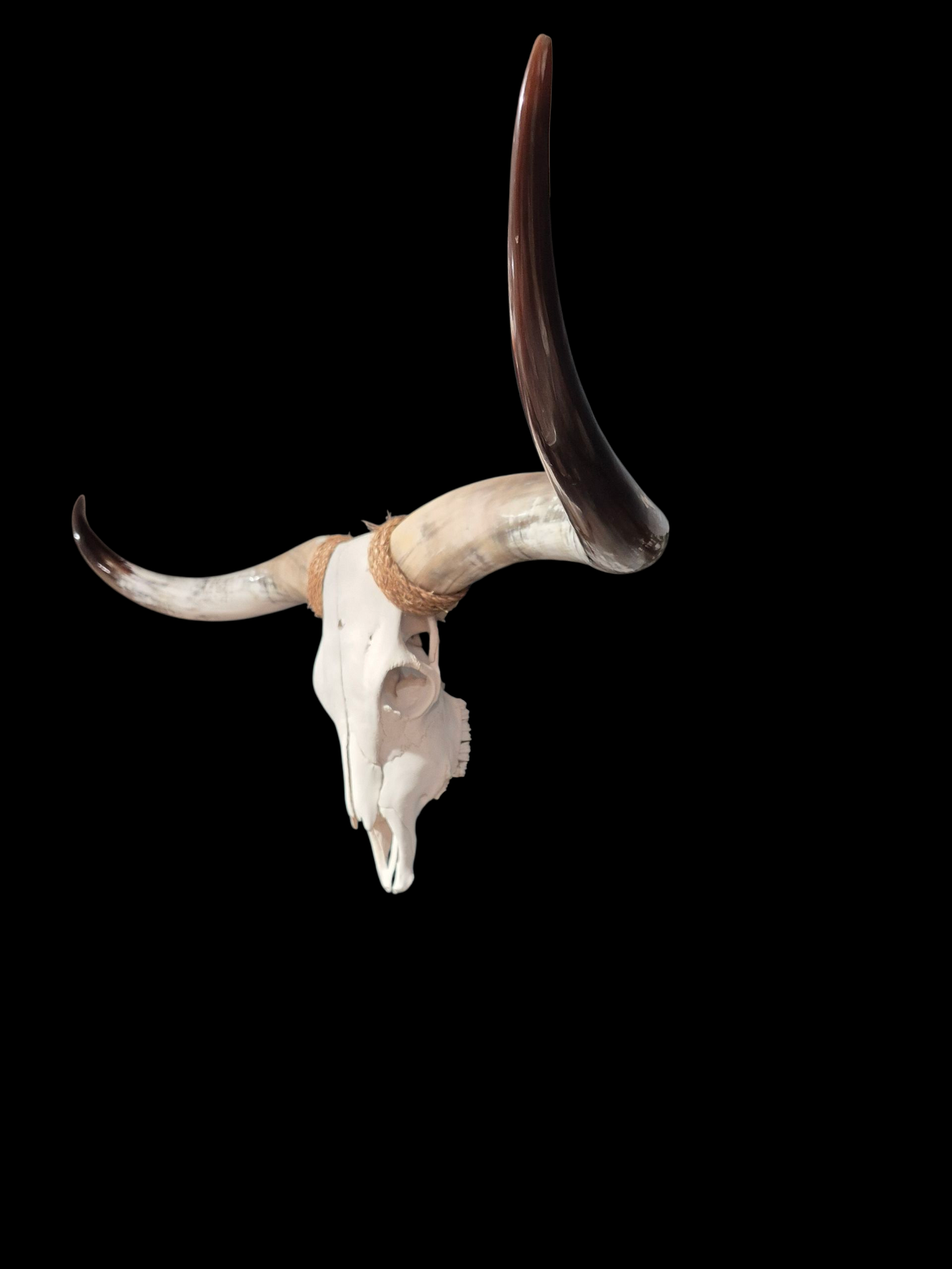 Cow Skull Texas Longhorn (5'4") A#76