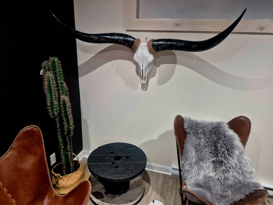 Cow Skull Texas Longhorn (4'11") A#01
