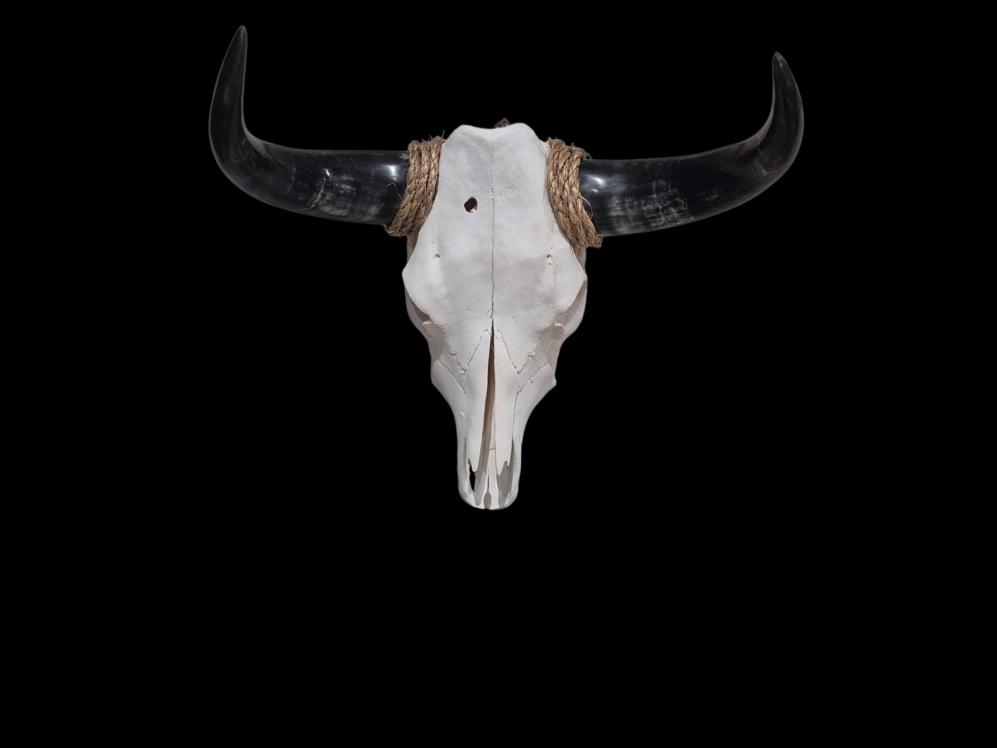 Cow Skull Texas Longhorn (1'7") A#77