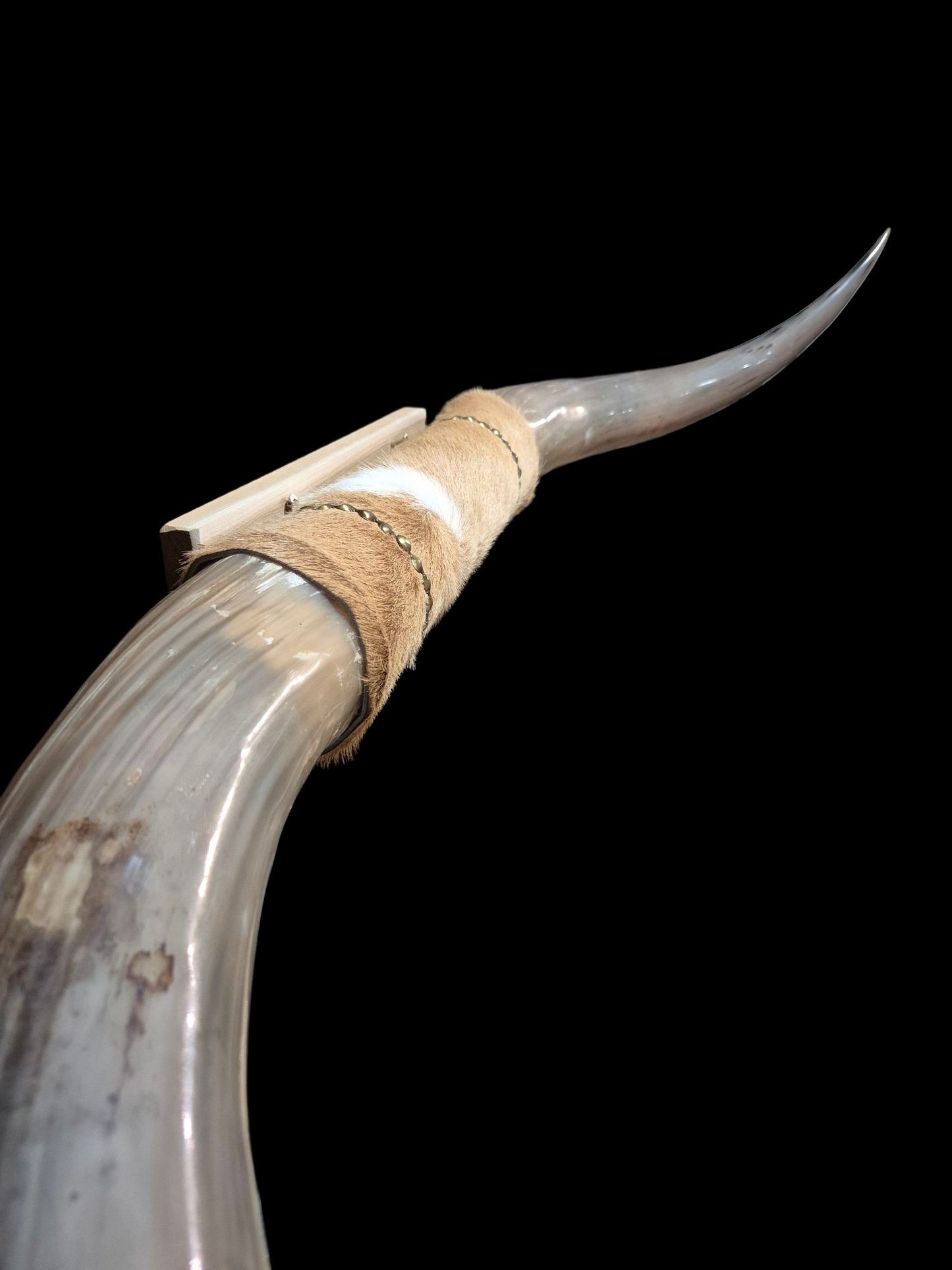 Mounted  Horns - Texas Longhorn (4'8") C#5