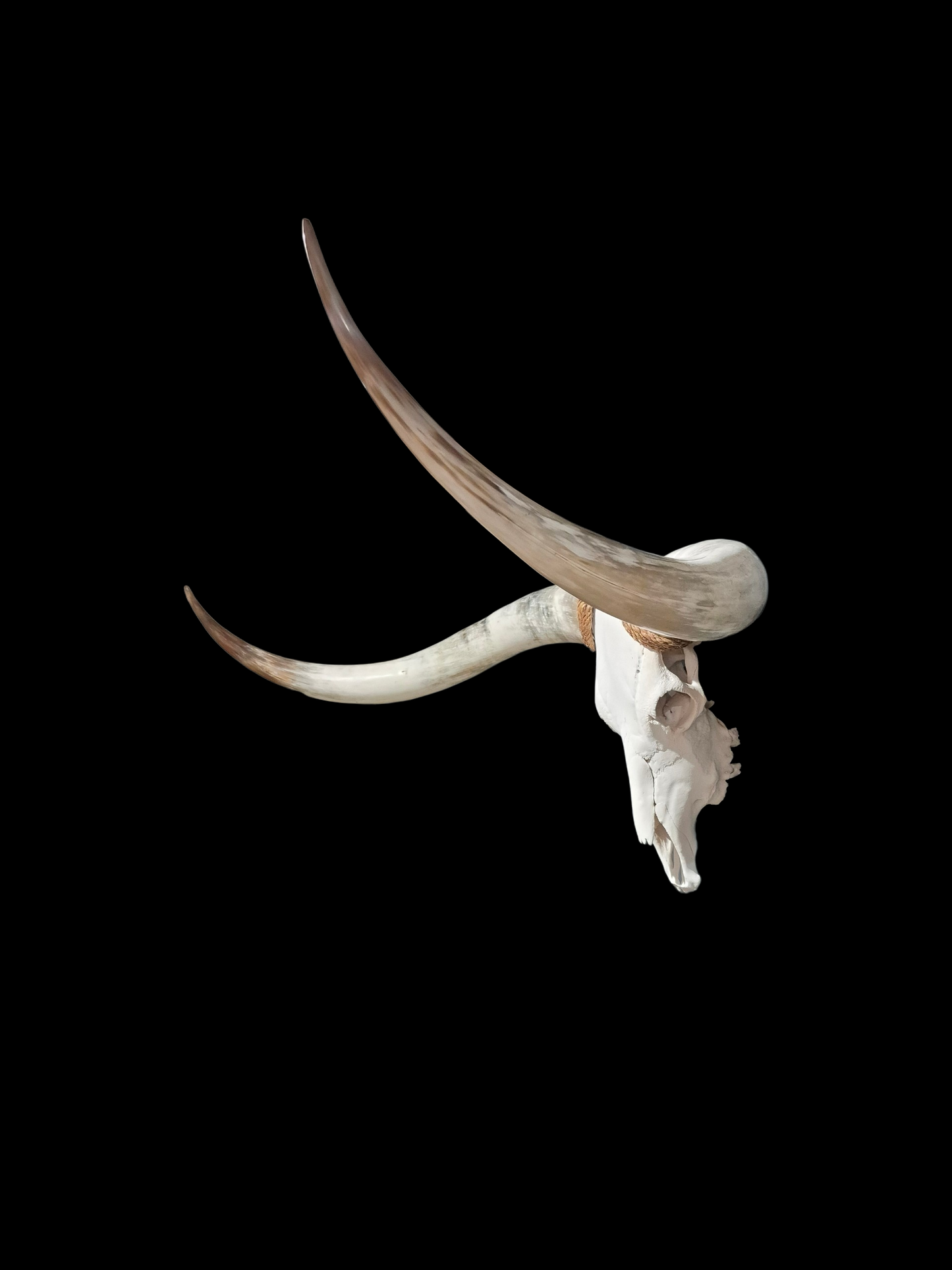Crâne De Boeuf Texas Longhorn (4'8") A#98