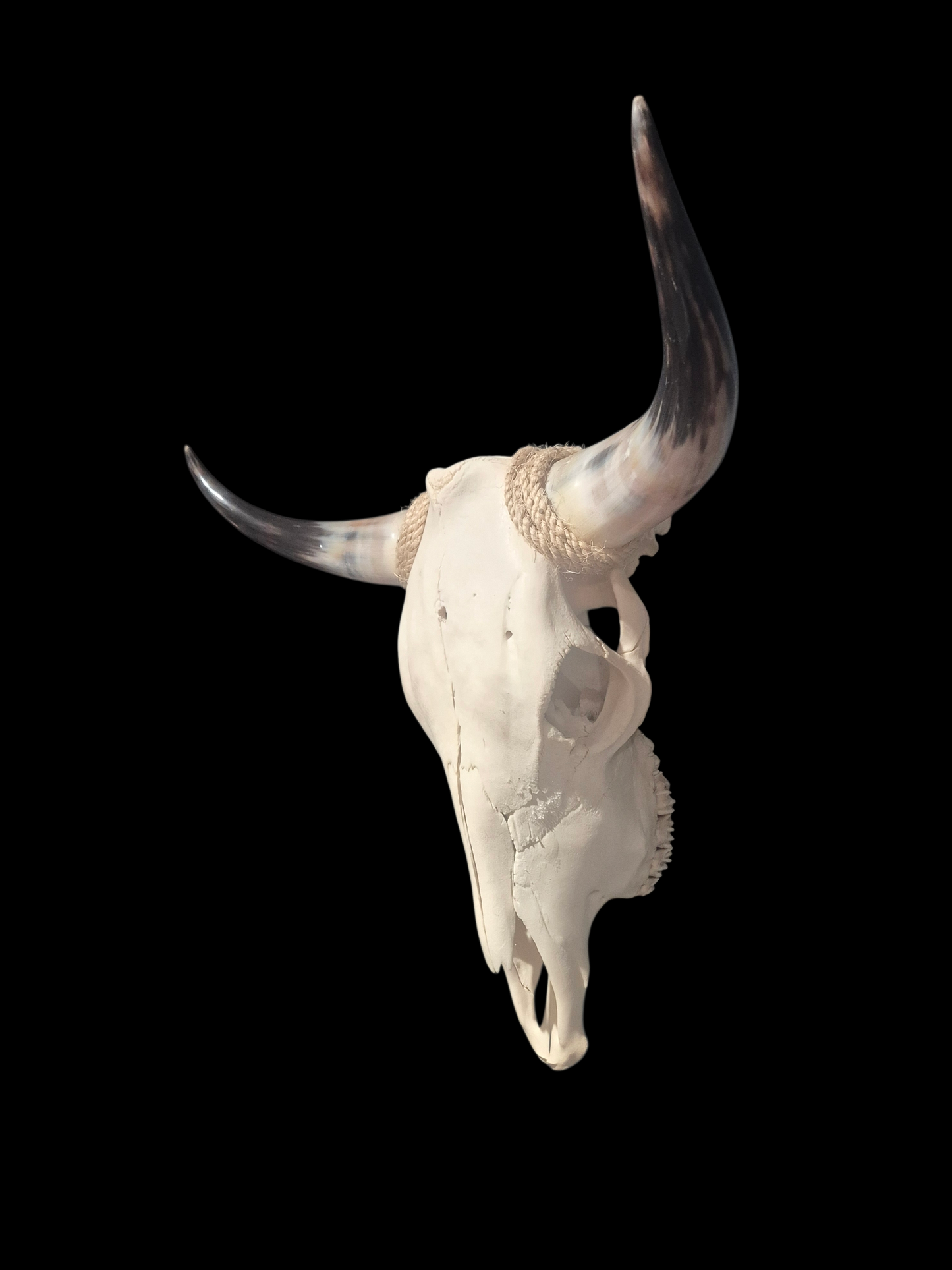 Cow Skull Texas Longhorn (2'4") A#94