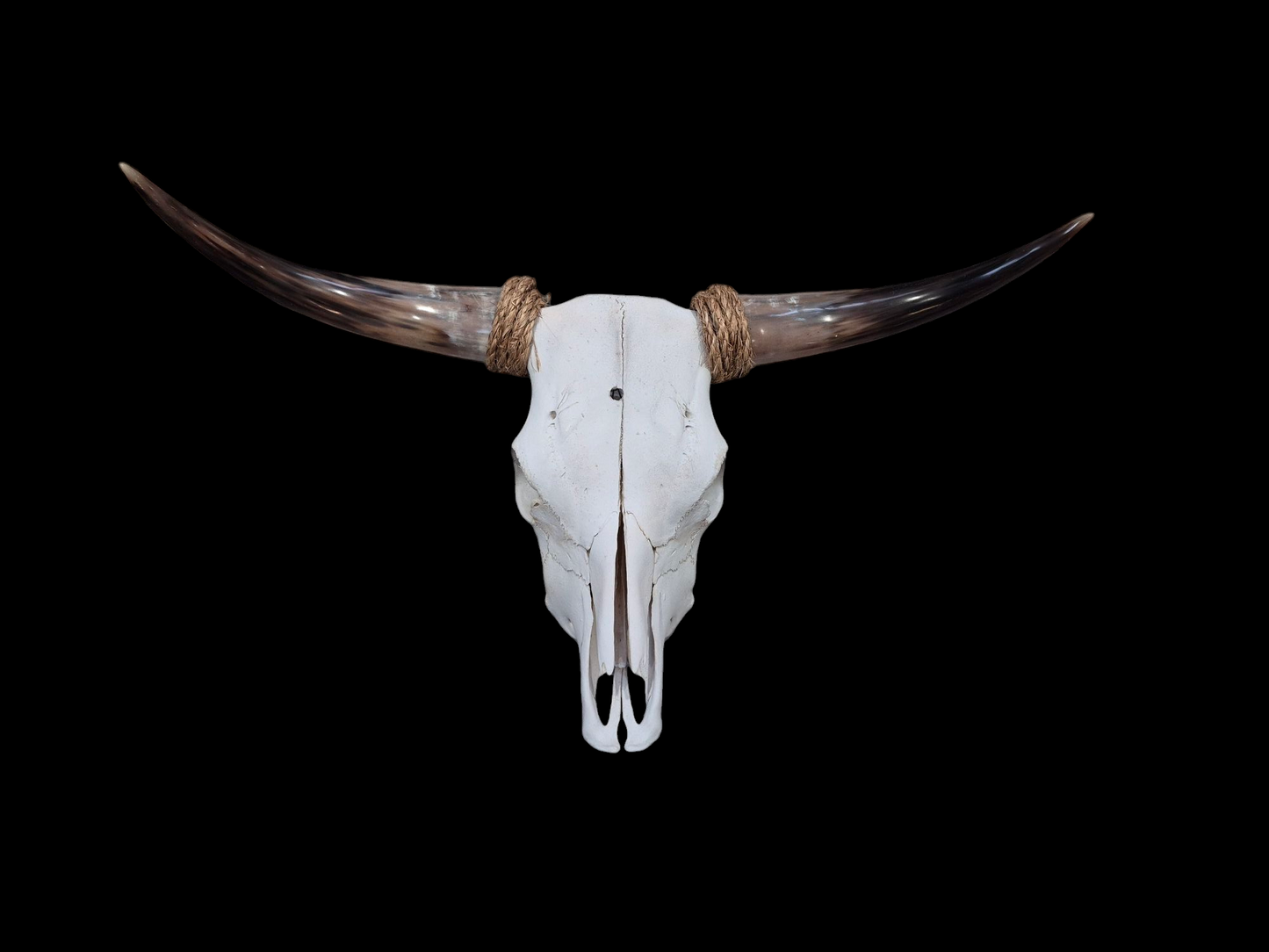 Cow Skull Texas Longhorn (2'7") A#95
