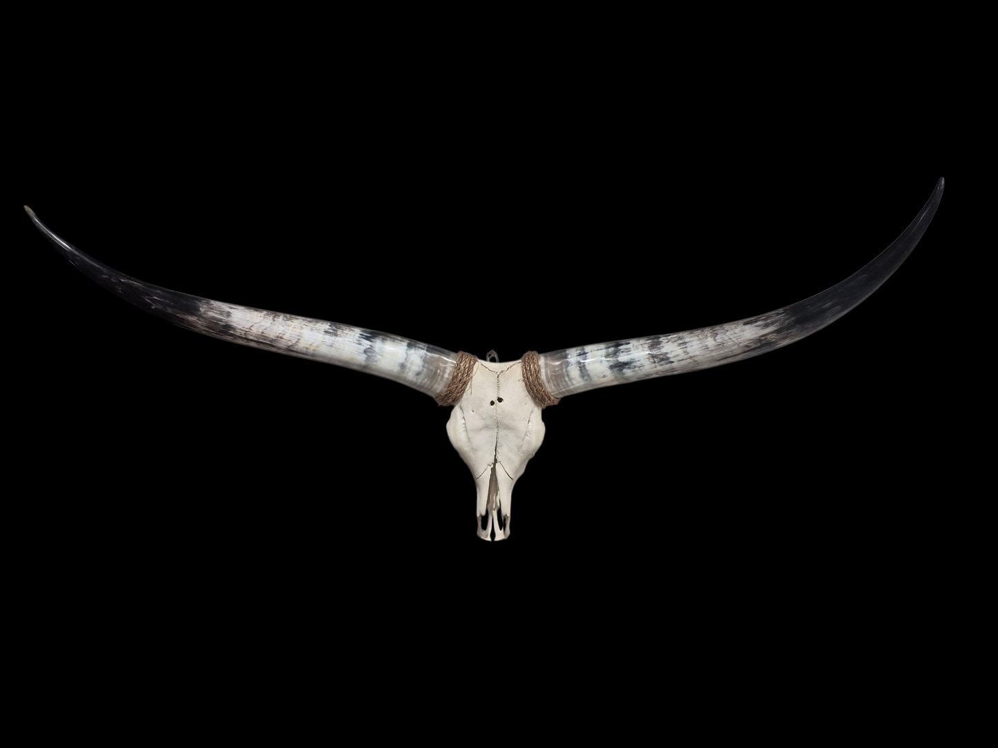 Crâne de boeuf Texas Longhorn (3'5'') A#42