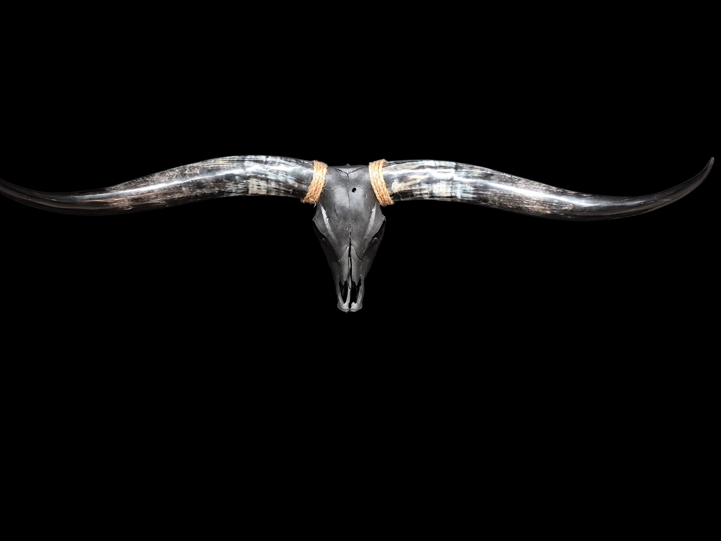 Cow Skull Texas Longhorn (5'9") A#72