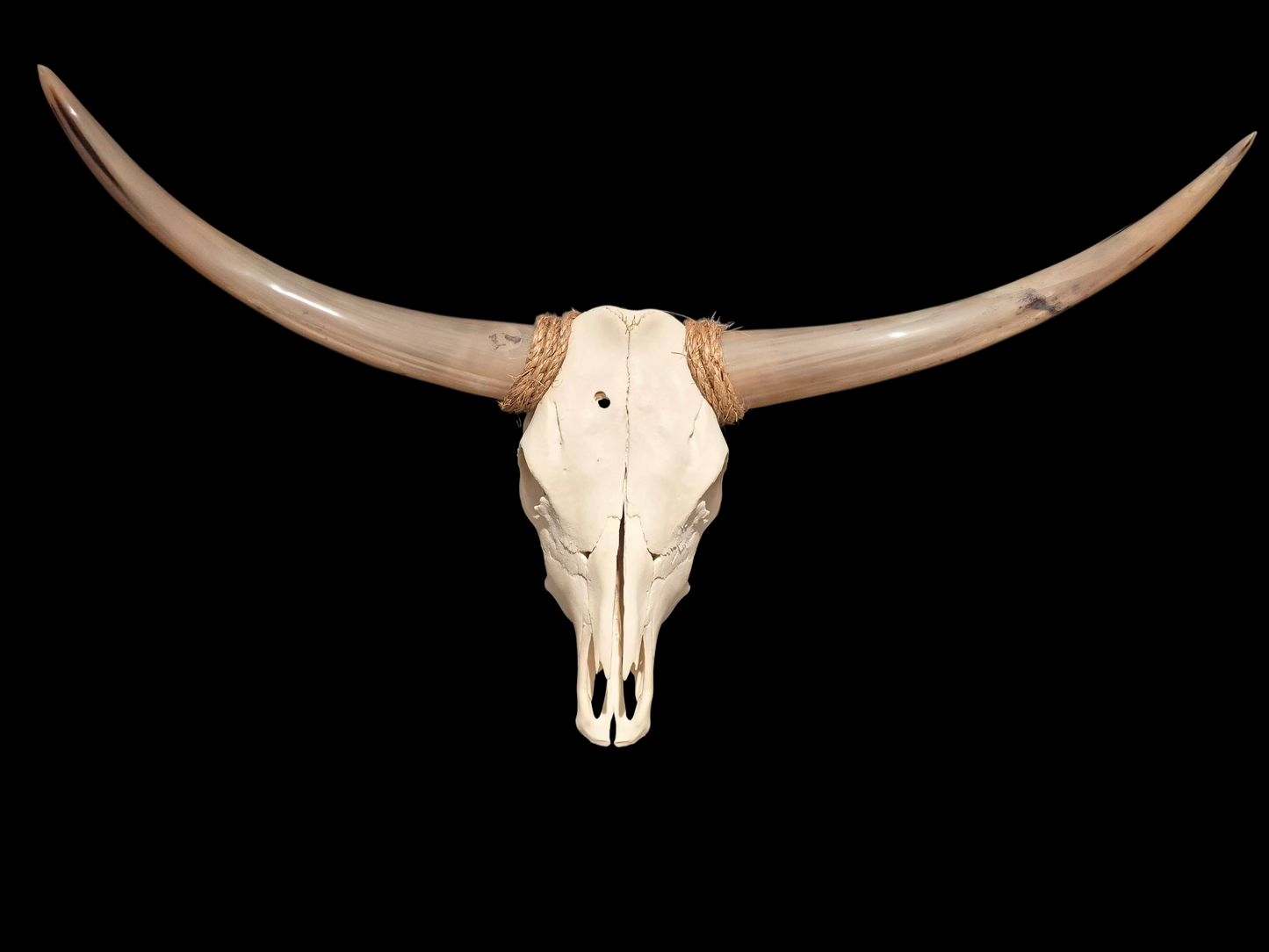 Cow Skull Texas Longhorn (2'3") A#80