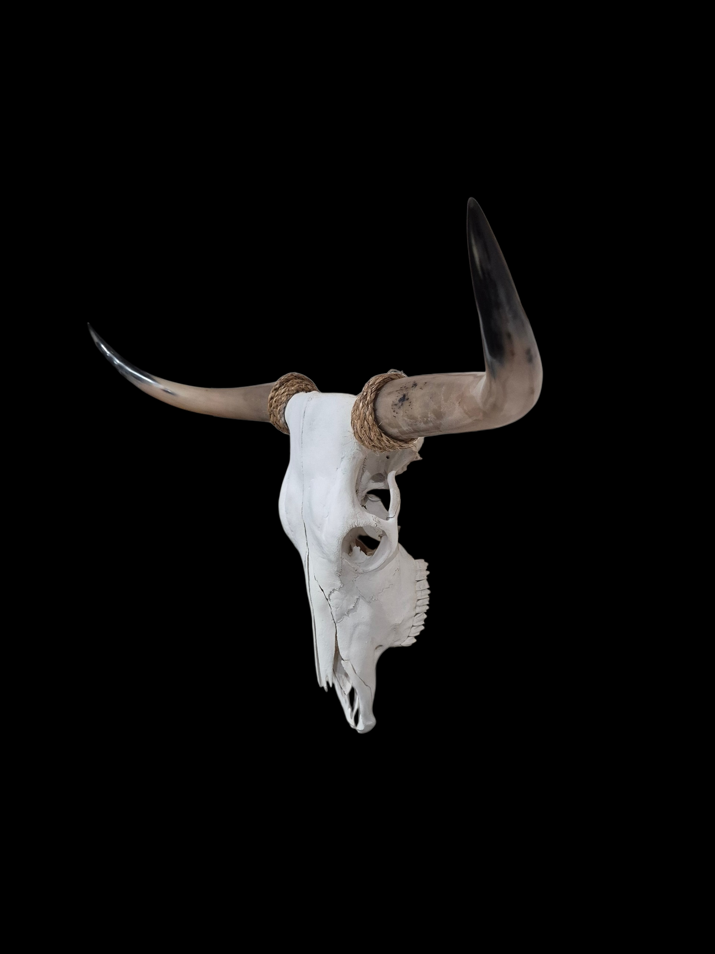 Cow Skull Texas Longhorn (3'5") A#96