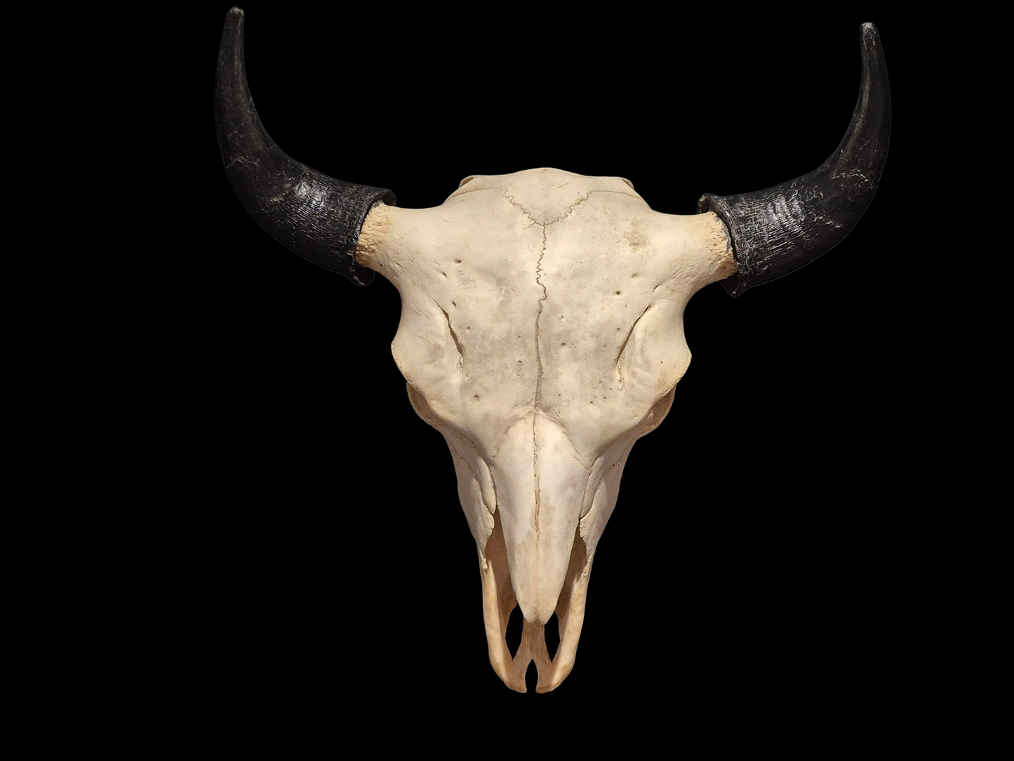 Buffalo Skull (1'8") B#4