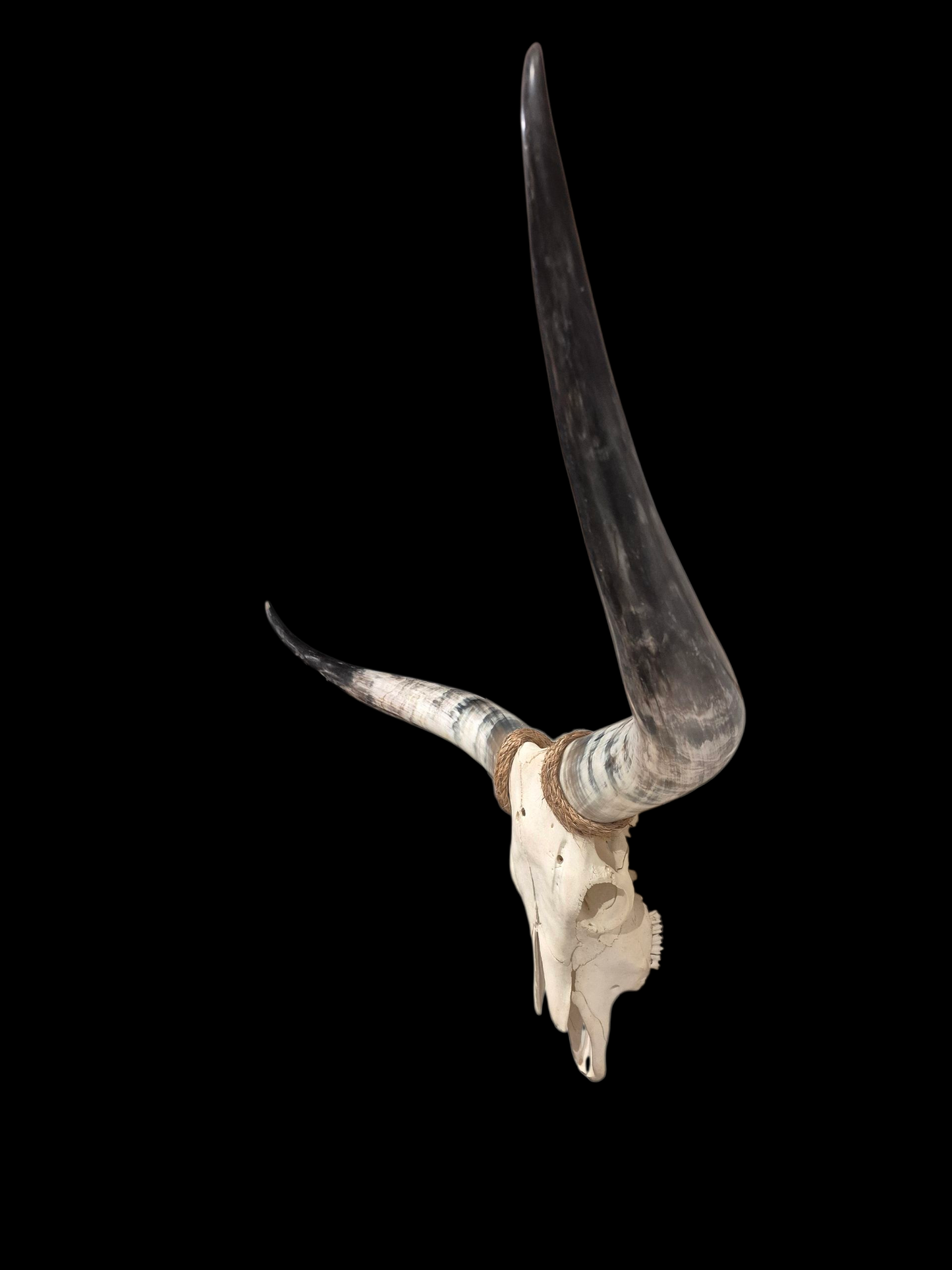 Crâne de boeuf Texas Longhorn (3'5'') A#42