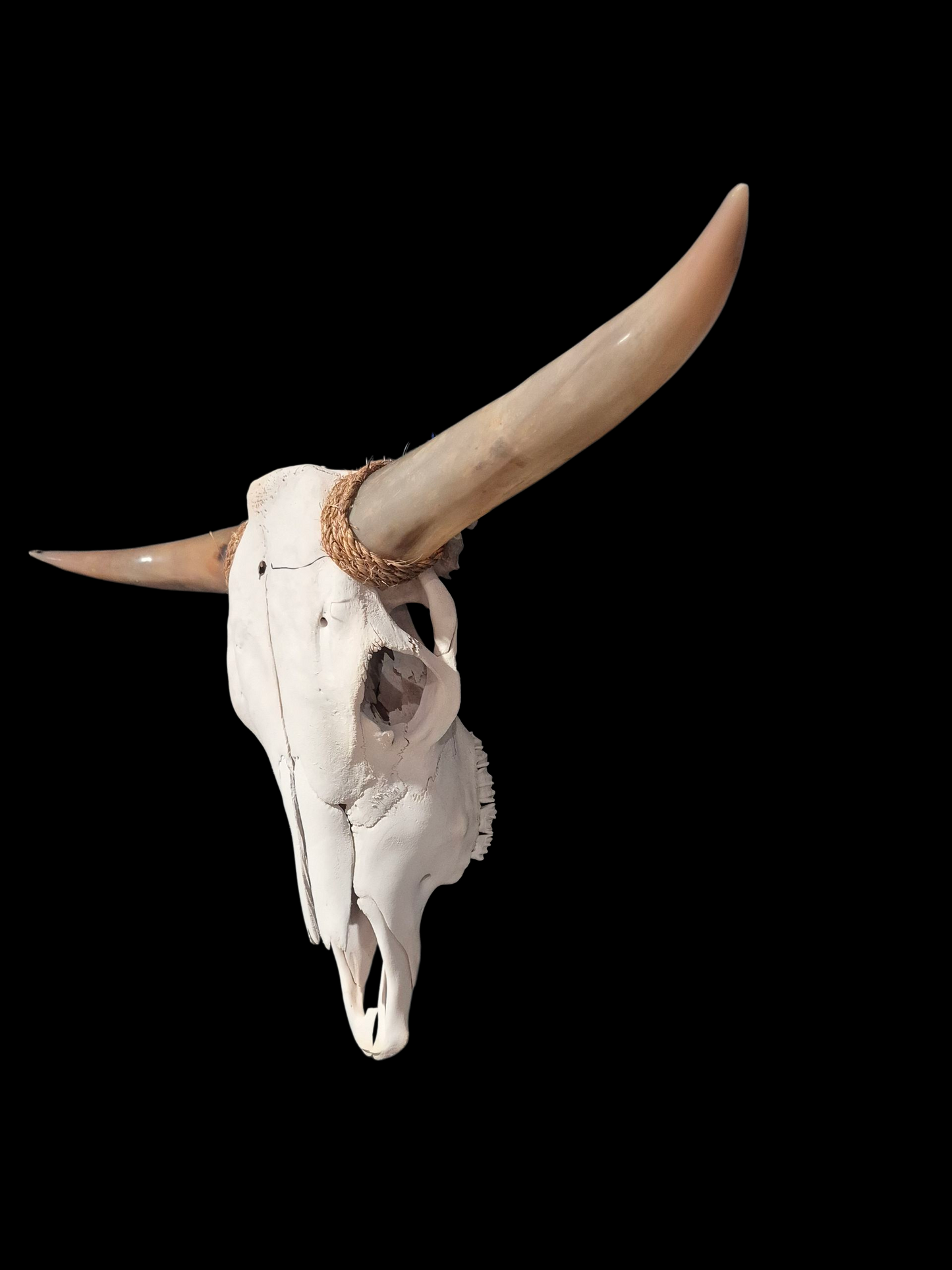 Cow Skull Texas Longhorn (3'4") A#82