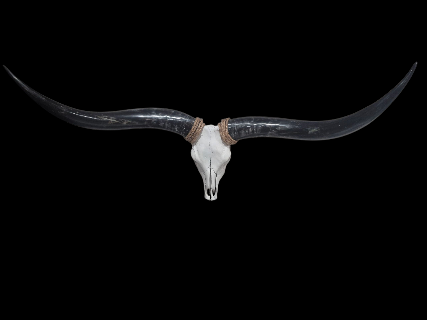 Cow Skull Texas Longhorn (4'11") A#01