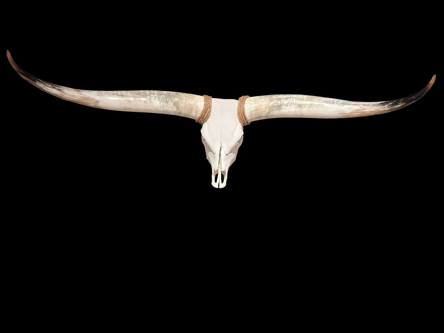 Crâne De Boeuf Texas Longhorn (5'4") A#97
