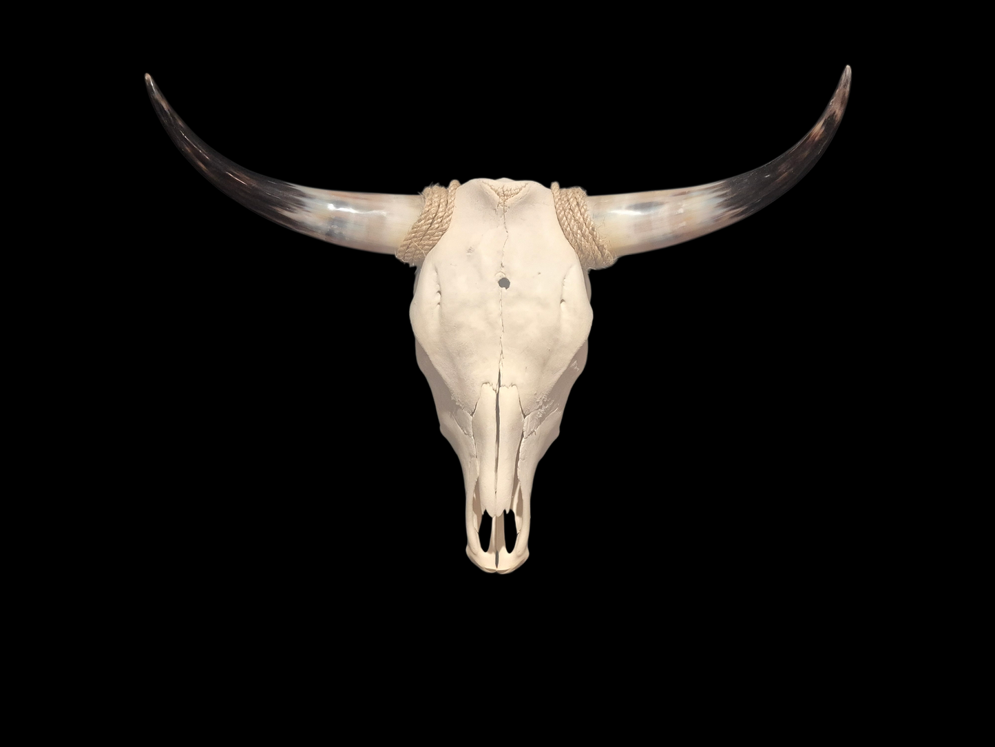 Cow Skull Texas Longhorn (2'4") A#94