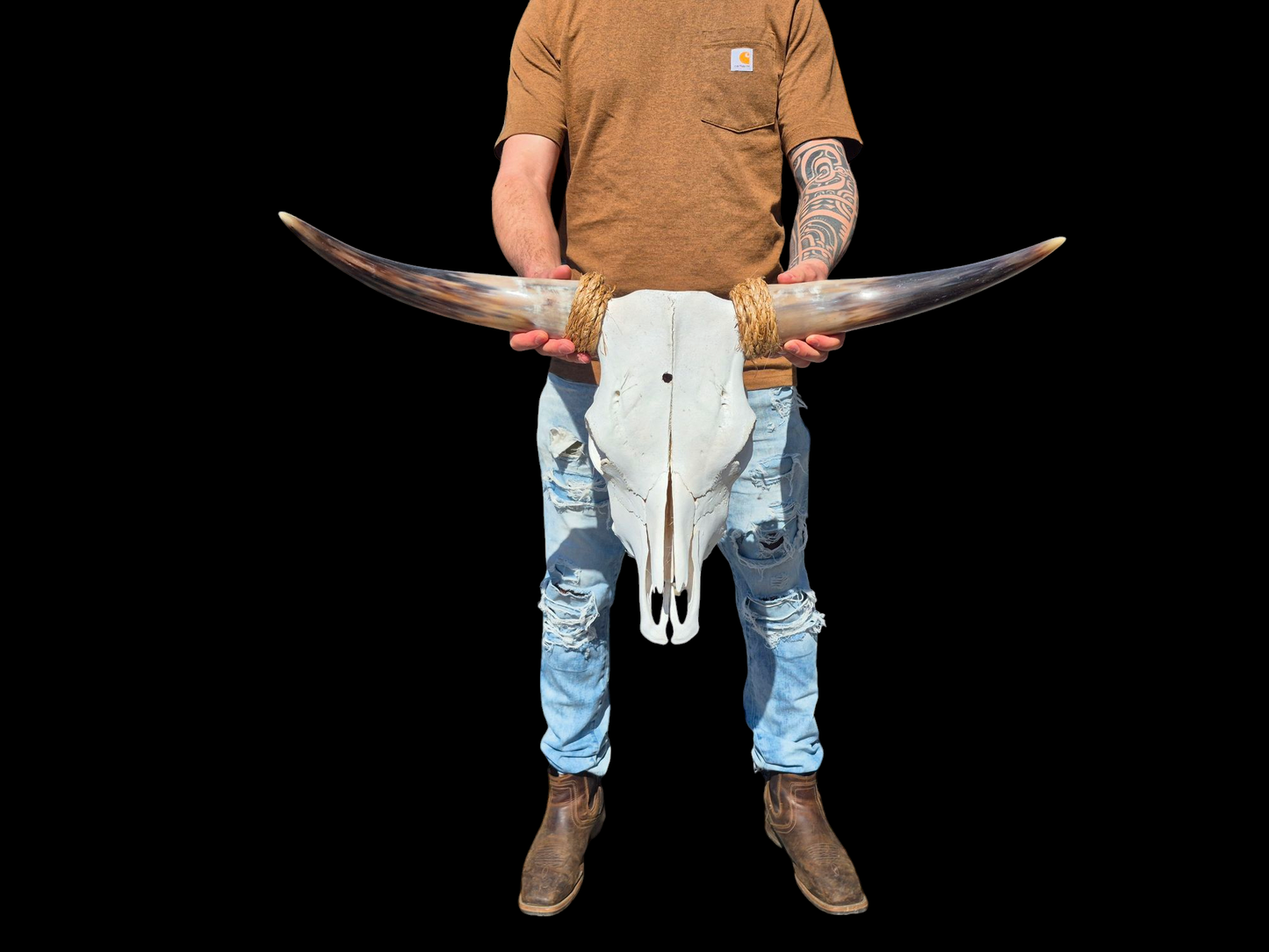 Cow Skull Texas Longhorn (2'7") A#95