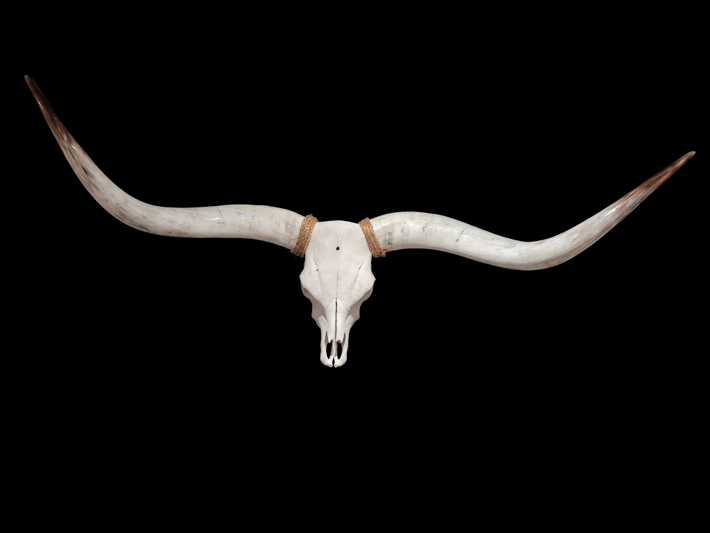 Crâne de beouf Texas longhorn (2'9'') A#45